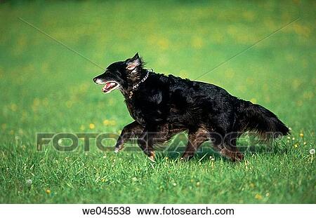 Mutt dog View Large Photo Image Stock Photo - Mutt dog. Fotosearch