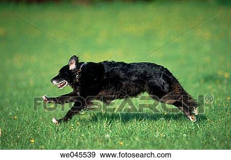 Mutt dog View Large Photo Image Stock Photo - Mutt dog. Fotosearch