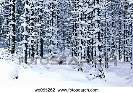 Nationalpark Hochharz. Harz. Germany View Large Photo Image Stock Image - Nationalpark Hochharz. Harz. Germany. Fotosearch