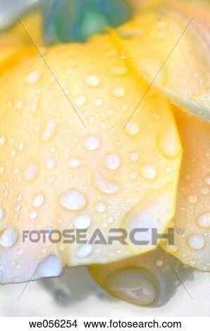 Nodding Pale Yellow Rose Covered with water drops close-up. (Rosa hybrid) 2006. Maryland, USA. View Large Photo Image Picture - Nodding Pale Yellow Rose Covered with water drops close-up. (Rosa hybrid) 2006. Maryland, USA.. Fotosearch