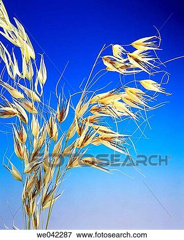 Stock Photo - Oat. Fotosearch