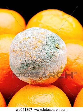 Oranges with mold View Large Photo Image Stock Photo - Oranges with mold. Fotosearch