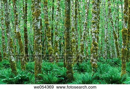 Pacific rainforest, Olympic National Park. Washington, USA View Large Photo Image Stock Photo - Pacific rainforest, Olympic National Park. Washington, USA. Fotosearch