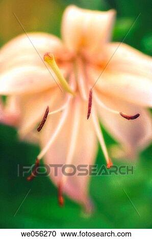 Pale Asiatic Lily (Lilium hybrid, asiatic). June 2006. Maryland, USA. View Large Photo Image Stock Image - Pale Asiatic Lily (Lilium hybrid, asiatic). June 2006. Maryland, USA.. Fotosearch
