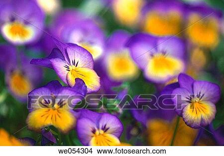Pansy flower. Germany View Large Photo Image Picture - Pansy flower. Germany. Fotosearch