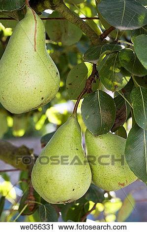 Pear tree View Large Photo Image Stock Image - Pear tree. Fotosearch