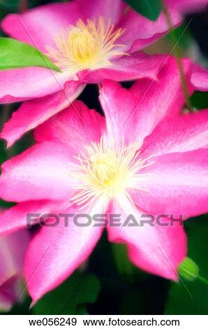 Pink Clematis Flower Duo (Clematis hybrid). April 2006. Maryland, USA. View Large Photo Image Stock Photo - Pink Clematis Flower Duo (Clematis hybrid). April 2006. Maryland, USA.. Fotosearch
