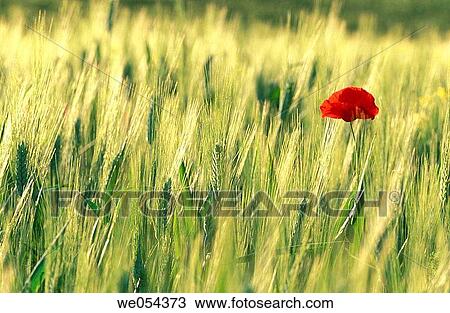 Poppy. Val d? Orcia, Toscana, Italy View Large Photo Image Stock Image - Poppy. Val d? Orcia, Toscana, Italy. Fotosearch