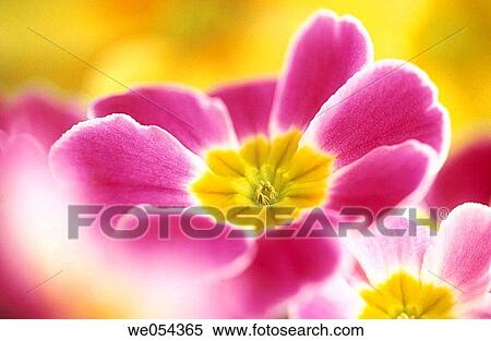 Primrose View Large Photo Image Stock Photography - Primrose. Fotosearch