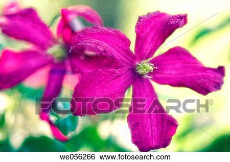 Purple Clematis Flowers (Clematis hybrid). July 2006. Maryland, USA. View Large Photo Image Stock Photograph - Purple Clematis Flowers (Clematis hybrid). July 2006. Maryland, USA.. Fotosearch
