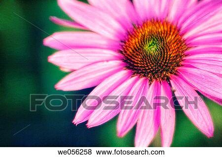 Purple Coneflower (Echinacea purpurea). July 2005. Maryland, USA. View Large Photo Image Stock Photo - Purple Coneflower (Echinacea purpurea). July 2005. Maryland, USA.. Fotosearch
