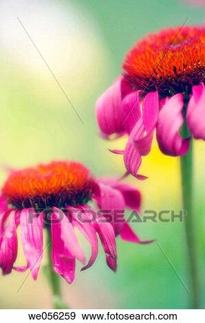 Purple Coneflowers (Echinacea purpurea). July 2006. Maryland, USA. View Large Photo Image Stock Photo - Purple Coneflowers (Echinacea purpurea). July 2006. Maryland, USA.. Fotosearch