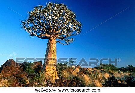 Quiver Tree (Aloe dichotoma). Namibia View Large Photo Image Picture - Quiver Tree (Aloe dichotoma). Namibia. Fotosearch