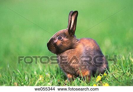 Picture - Rabbit. Fotosearch