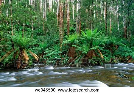 Rainforest and taggerty River. Yarra Ranges National Park. Victoria. Australia View Large Photo Image Stock Image - Rainforest and taggerty River. Yarra Ranges National Park. Victoria. Australia. Fotosearch