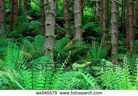Rainforest. Otway Ranges. Victoria. Australia View Large Photo Image Stock Photo - Rainforest. Otway Ranges. Victoria. Australia. Fotosearch