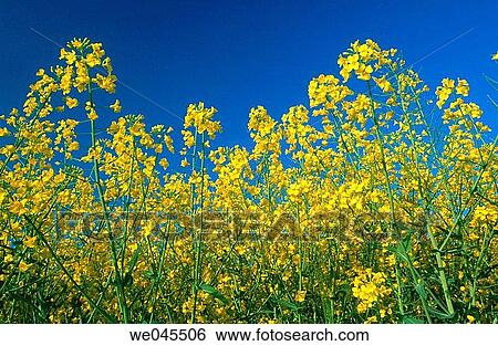 Rape. Bavaria, Germany View Large Photo Image Stock Photograph - Rape. Bavaria, Germany. Fotosearch
