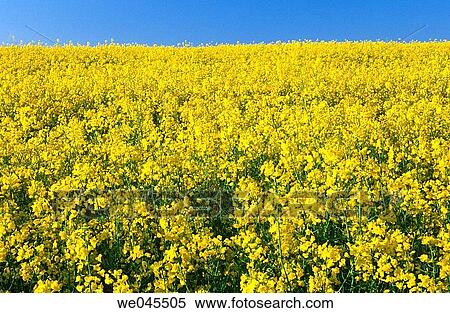 Rape field. Bavaria, Germany View Large Photo Image Stock Photography - Rape field. Bavaria, Germany. Fotosearch