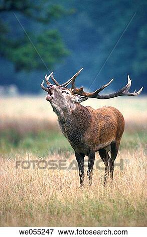 Red Deer (Cervus elaphus). View Large Photo Image Stock Photo - Red Deer (Cervus elaphus).. Fotosearch