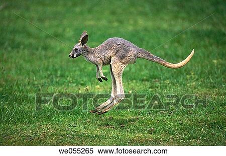 Red Kangaroo (Macropus rufus). Australia View Large Photo Image Stock Photography - Red Kangaroo (Macropus rufus). Australia. Fotosearch