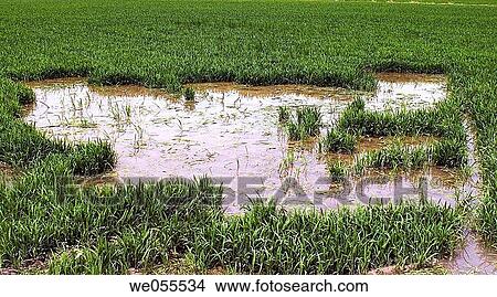 Picture - Rice field in El Palmar, L? Albufera. Valencia province, Comunidad Valenciana, Spain. Fotosearch