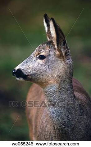 Roe Deer (Capreolus capreolus) View Large Photo Image Stock Photograph - Roe Deer (Capreolus capreolus). Fotosearch