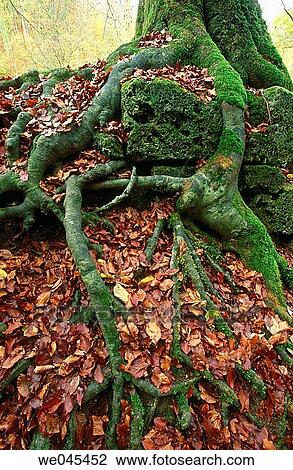 Roof of a tree. Bavaria, Germany View Large Photo Image Stock Image - Roof of a tree. Bavaria, Germany. Fotosearch