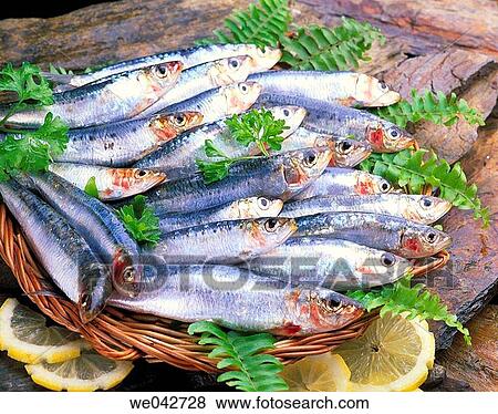 Sardines View Large Photo Image Stock Photo - Sardines. Fotosearch