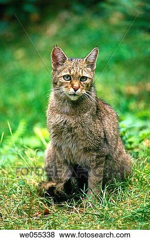 Scottish Wildcat (Felis sylvestris). National Park Bavarian Forest. Germany. View Large Photo Image Stock Photo - Scottish Wildcat (Felis sylvestris). National Park Bavarian Forest. Germany.. Fotosearch