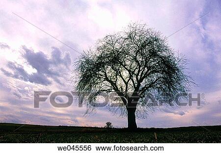 Silhouette of tree in front of clouded sky. Bavaria, Germany View Large Photo Image Stock Photograph - Silhouette of tree in front of clouded sky. Bavaria, Germany. Fotosearch