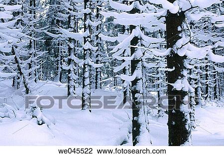 Snow-covered forest. Hochharz National Park. Harz. Saxony-Anhalt. Germany View Large Photo Image Stock Image - Snow-covered forest. Hochharz National Park. Harz. Saxony-Anhalt. Germany. Fotosearch
