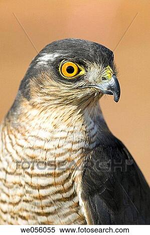 Sparrowhawk View Large Photo Image Stock Photography - Sparrowhawk. Fotosearch