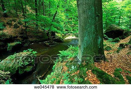Stream, Saxon Switzerland national park, Elbe Sandstone Mountains. Saxony, Germany View Large Photo Image Stock Photo - Stream, Saxon Switzerland national park, Elbe Sandstone Mountains. Saxony, Germany. Fotosearch