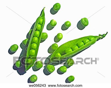 Sugar Snap Peas. View Large Photo Image Stock Image - Sugar Snap Peas.. Fotosearch