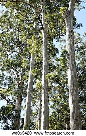 ? The Four Aces?, a famous stand of Karri trees, Eucalyptus diversicolor, Myrtaceae, Myrtle family, around 300 years old, at Manjimup on Graphite Road, Southern Forests in Western Australia (WA), The Southwest, Western Australia, Australia View Large Photo Image Stock Image - ? The Four Aces?, a famous stand of Karri trees, Eucalyptus diversicolor, Myrtaceae, Myrtle family, around 300 years old, at Manjimup on Graphite Road, Southern Forests in Western Australia (WA), The Southwest, Western Australia, Australia. Fotosearch