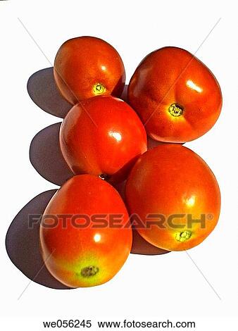 Tomato Lycopersicon esculentum Scientific classification Kingdom: Plantae Subkingdom: Tracheobionta Division: Magnoliophyta Class: Magnoliopsida Subclass: Asteridae Order: Solanales Family: Solanaceae Genus: Solanum Species: S lycopersicum View Large Photo Image Stock Photography - Tomato Lycopersicon esculentum Scientific classification Kingdom: Plantae Subkingdom: Tracheobionta Division: Magnoliophyta Class: Magnoliopsida Subclass: Asteridae Order: Solanales Family: Solanaceae Genus: Solanum Species: S lycopersicum. Fotosearch