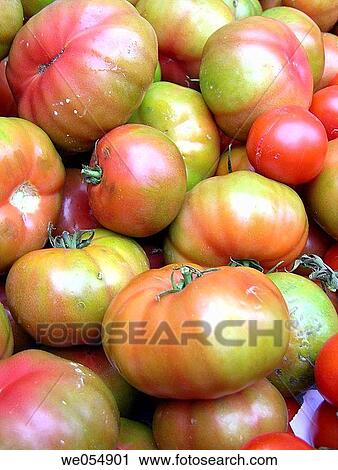 Tomatoes View Large Photo Image Stock Image - Tomatoes. Fotosearch