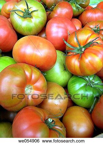 Tomatoes View Large Photo Image Stock Photograph - Tomatoes. Fotosearch