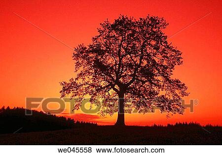 Tree near Lake Starnberg. Bavaria, Germany View Large Photo Image Stock Photo - Tree near Lake Starnberg. Bavaria, Germany. Fotosearch