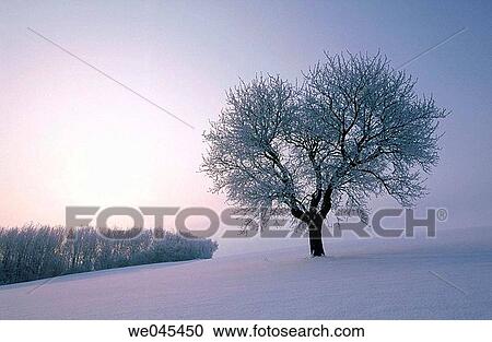 Tree with frost and morning sun. Bavaria, Germany View Large Photo Image Stock Image - Tree with frost and morning sun. Bavaria, Germany. Fotosearch