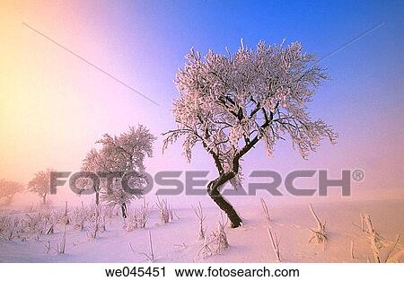 Tree with frost. Bavaria, Germany View Large Photo Image Stock Image - Tree with frost. Bavaria, Germany. Fotosearch