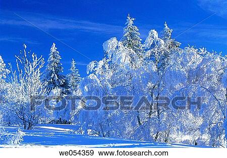 Trees in winter. Ardennes, Belgium View Large Photo Image Stock Photo - Trees in winter. Ardennes, Belgium. Fotosearch
