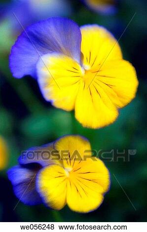 Two Pansies Reaching out (Viola x wittrockiana). April 2006. South Carolina, USA. View Large Photo Image Stock Photo - Two Pansies Reaching out (Viola x wittrockiana). April 2006. South Carolina, USA.. Fotosearch
