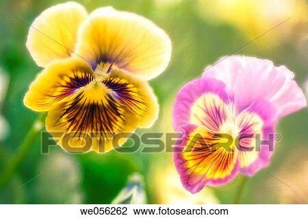 Two Pansy Flowers (Viola x wittrockiana). July 2006. Maryland, USA. View Large Photo Image Stock Image - Two Pansy Flowers (Viola x wittrockiana). July 2006. Maryland, USA.. Fotosearch