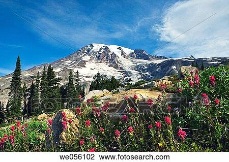View of Mt. Rainier in spring, Mt. Rainier National Park. Washington, USA View Large Photo Image Stock Image - View of Mt. Rainier in spring, Mt. Rainier National Park. Washington, USA. Fotosearch