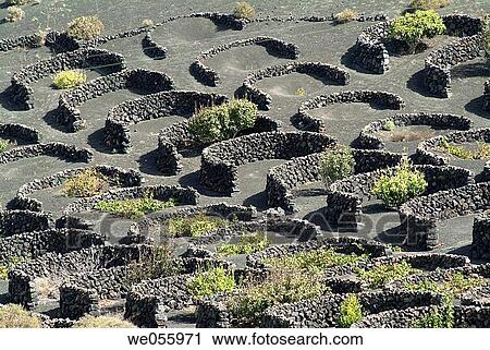 Vineyards, La Geria. Lanzarote, Canary Islands, Spain View Large Photo Image Stock Image - Vineyards, La Geria. Lanzarote, Canary Islands, Spain. Fotosearch