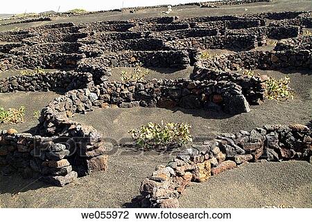 Vineyards, La Geria. Lanzarote, Canary Islands, Spain View Large Photo Image Stock Image - Vineyards, La Geria. Lanzarote, Canary Islands, Spain. Fotosearch