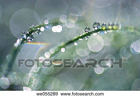 Water drops on Equisetum plant, reflections View Large Photo Image Stock Photo - Water drops on Equisetum plant, reflections. Fotosearch