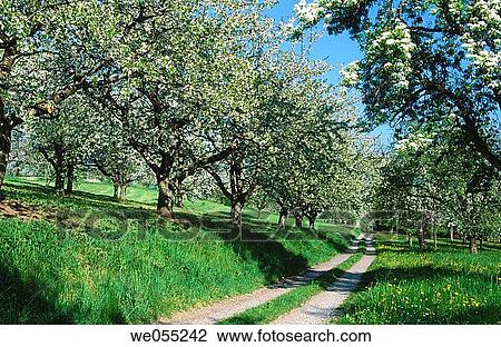 Way through cherry-trees and pear trees at blossom. Spring. Baden Wurttemberg. Germany. View Large Photo Image Stock Image - Way through cherry-trees and pear trees at blossom. Spring. Baden Wurttemberg. Germany.. Fotosearch