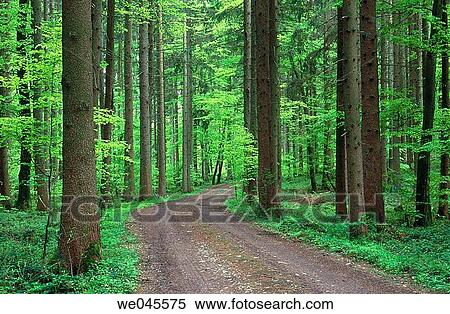 Way through mixed forest in spring. Upper Bavaria, Germany View Large Photo Image Stock Photography - Way through mixed forest in spring. Upper Bavaria, Germany. Fotosearch